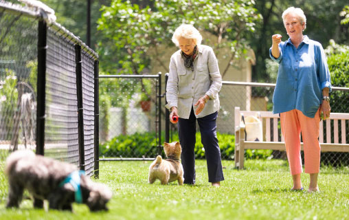 Two women walking their dogs