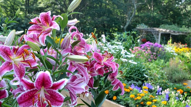 Purple flowers in a garden